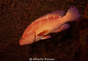 Portrait of a Coral Rock Cod ( Cephalopholis miniata) ahe... by Alberto Romeo 